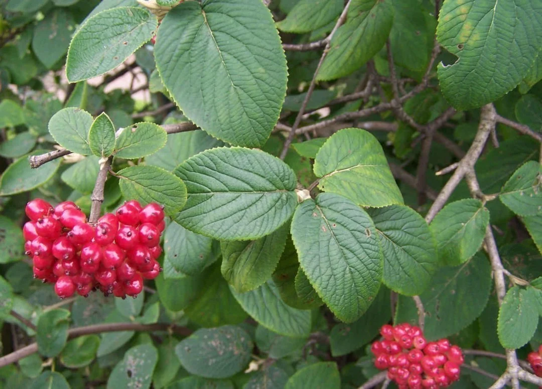hedging4403034