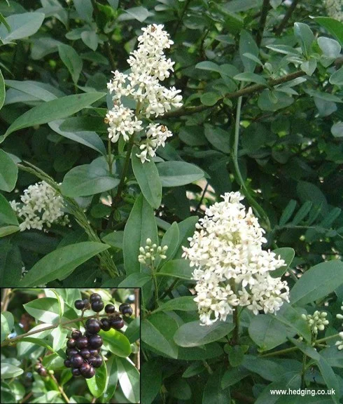 hedging4403137