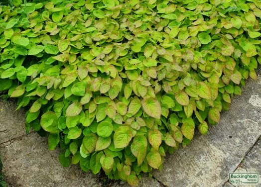 hedging4403179