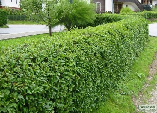 hedging4403240