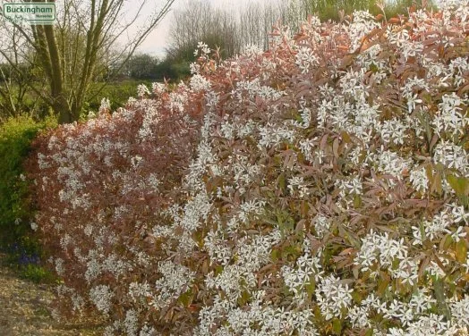hedging4403409