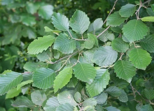 hedging4403985