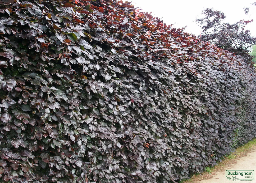 hedging4404098