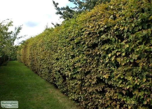 hedging4404245