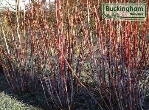 hedging4404489