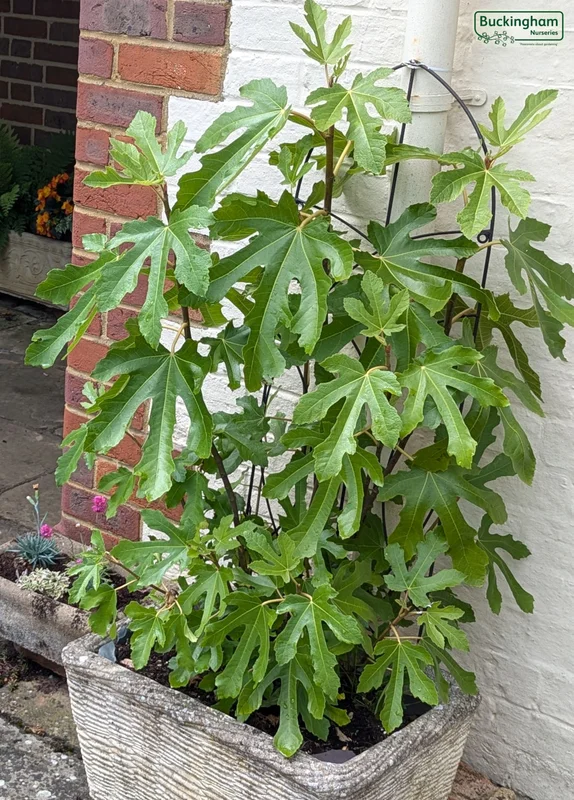 hedging4404515