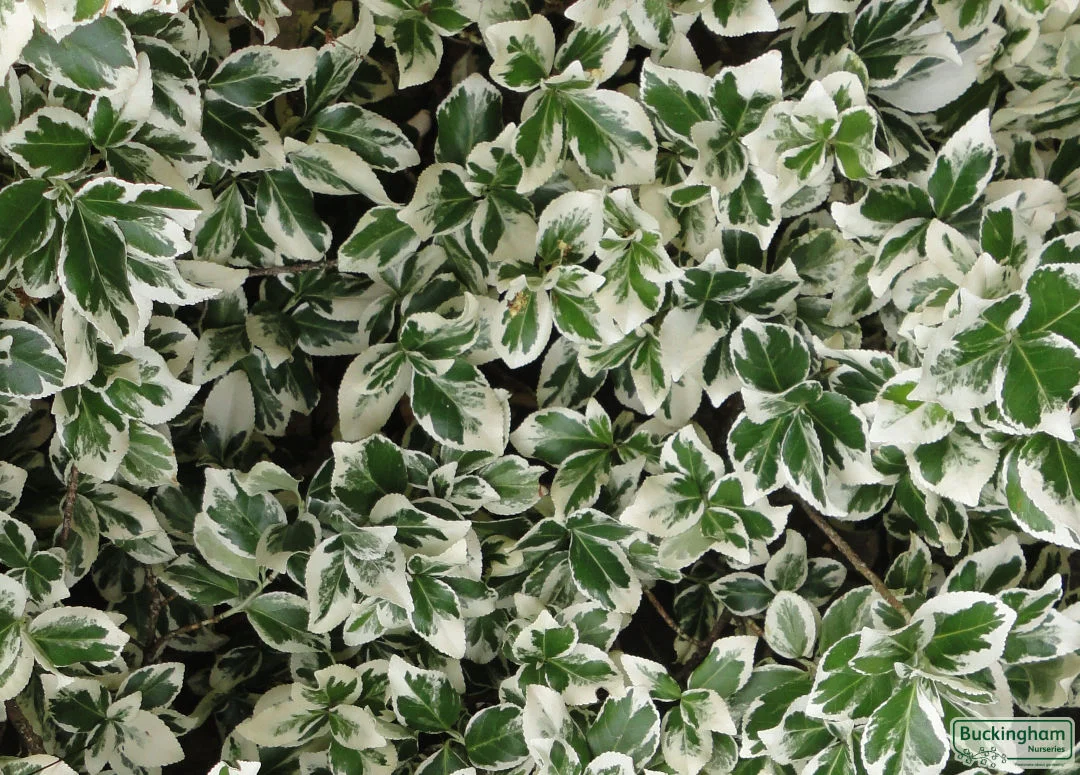hedging4405021
