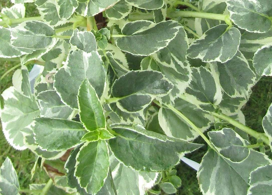 hedging4405120