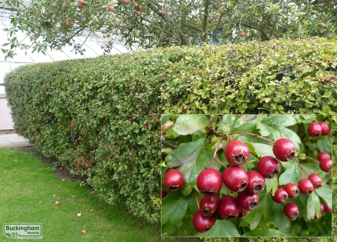 hedging4405223