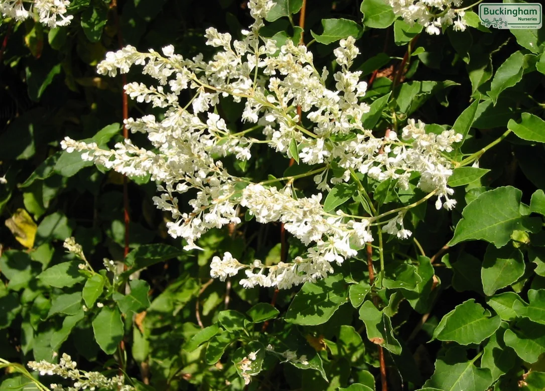 hedging4405248