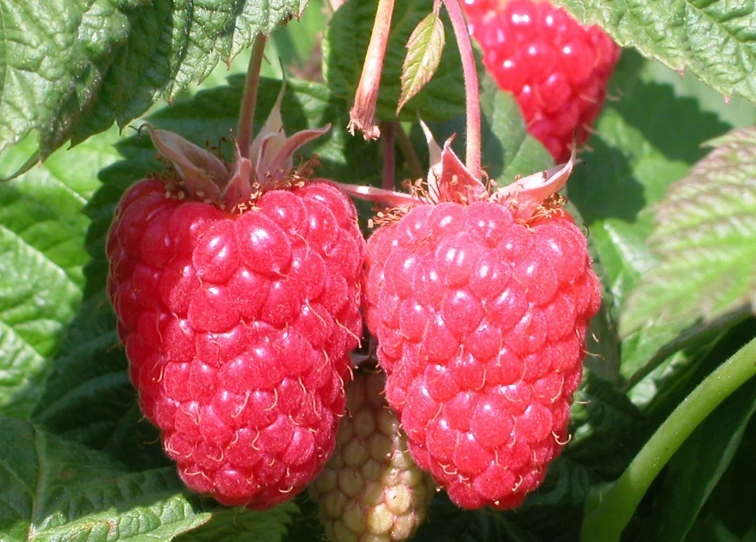 hedging4405496