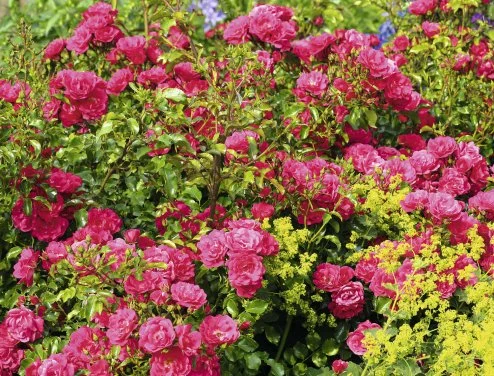 hedging4406012