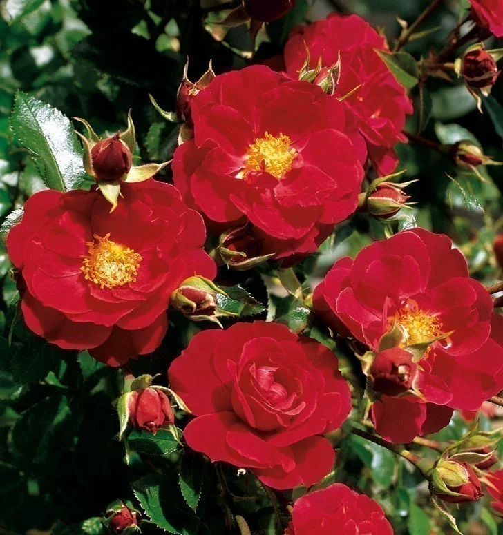 hedging4406037