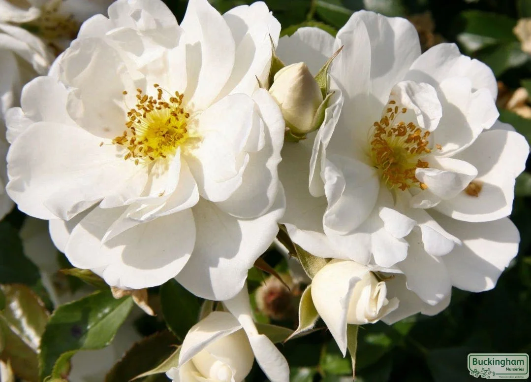 hedging4406059