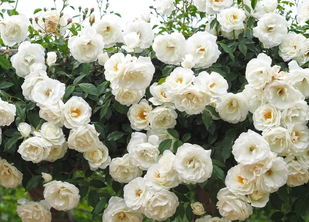hedging4406165