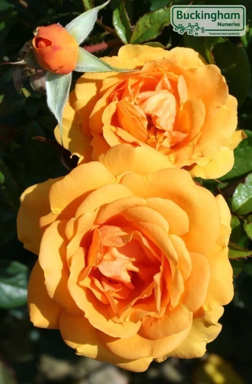 hedging4406186