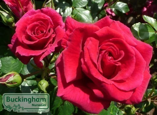 hedging4406312