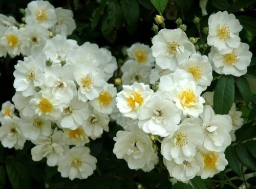 hedging4406572