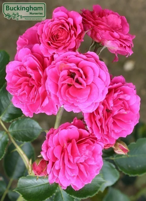 hedging4406842