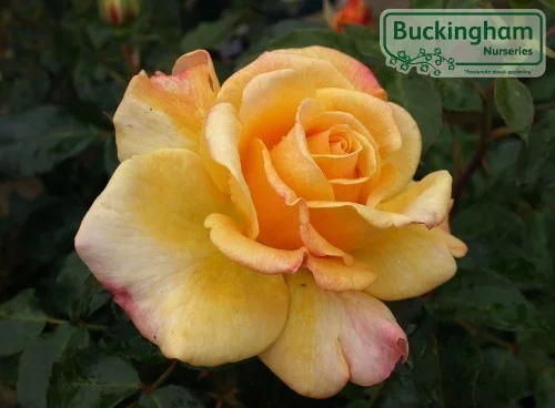 hedging4406860