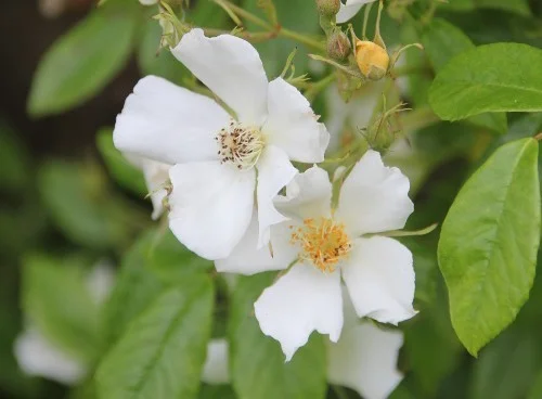 hedging4407026