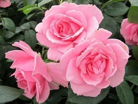 hedging4407074