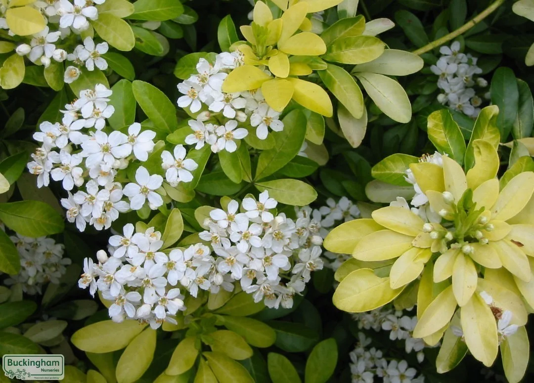 hedging4407253