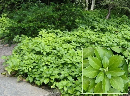 hedging4407326