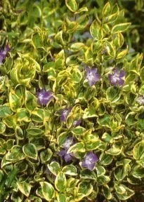 hedging4407348