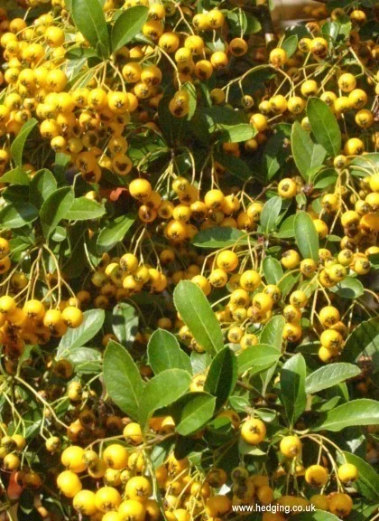 hedging4407567