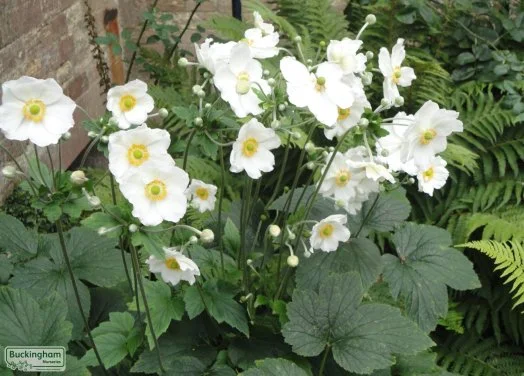 hedging4407724