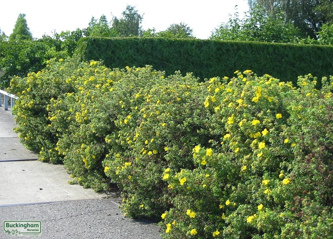 hedging4407791