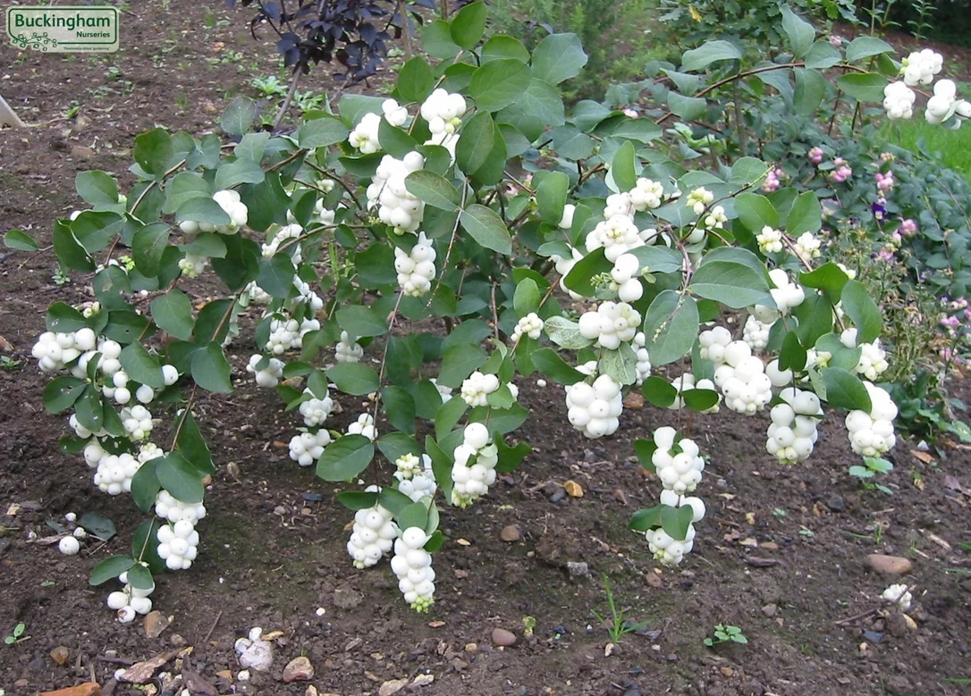 hedging4407852