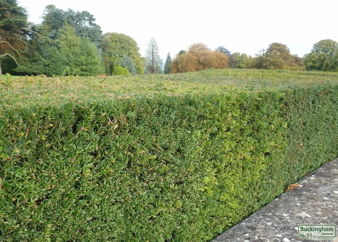 hedging4407878