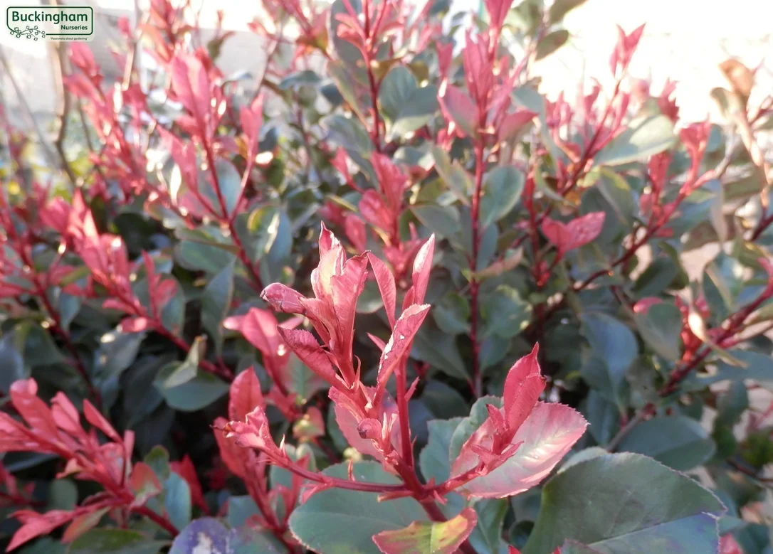 hedging4407961