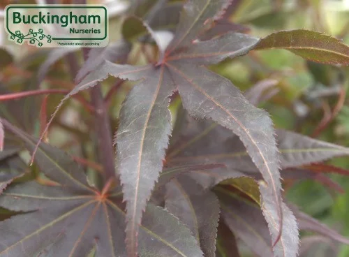 hedging4408181