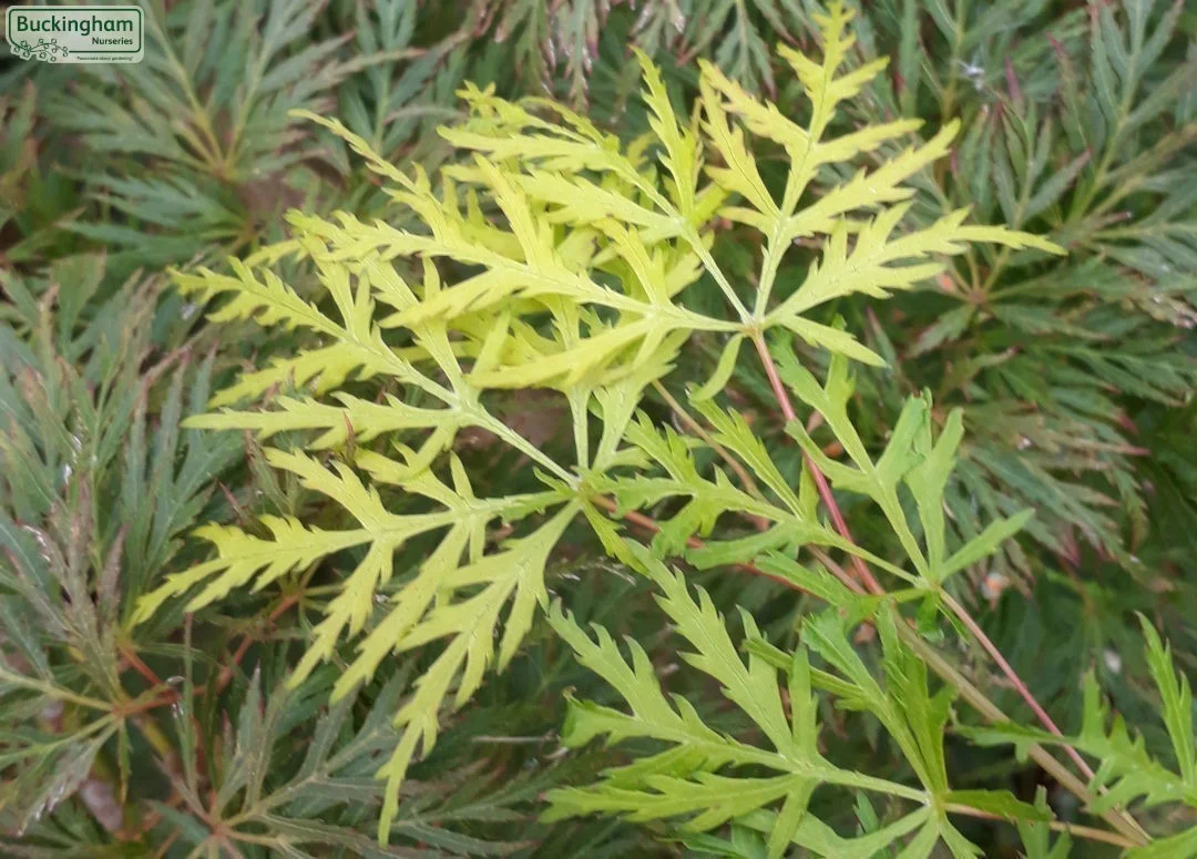 hedging4408364