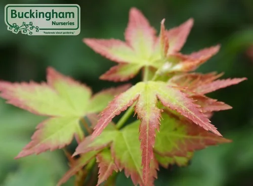 hedging4408615