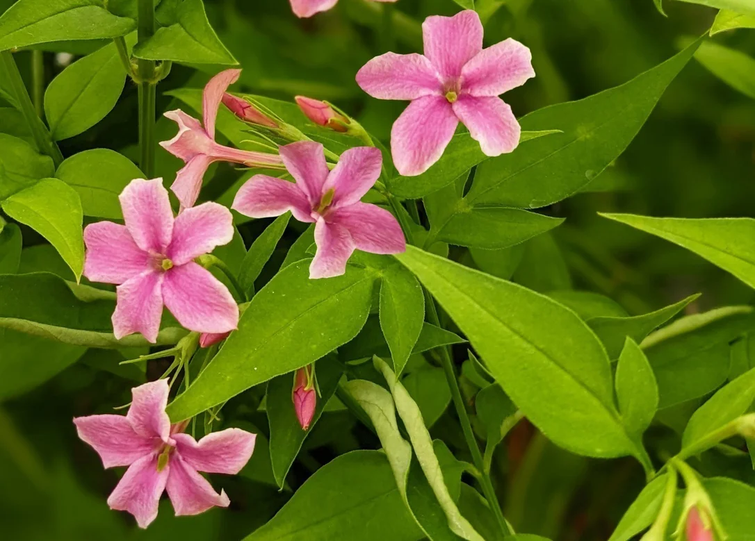 hedging4409299