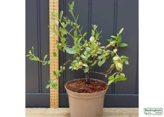 hedging4409891