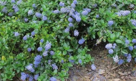 hedging4409933
