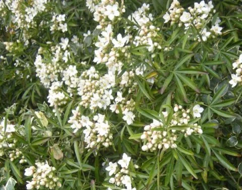 hedging4410371