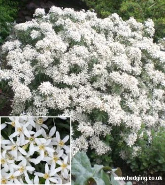 hedging4410394