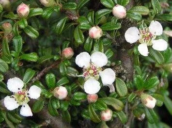 hedging4410514