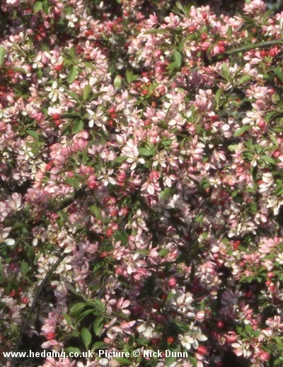 hedging4410680