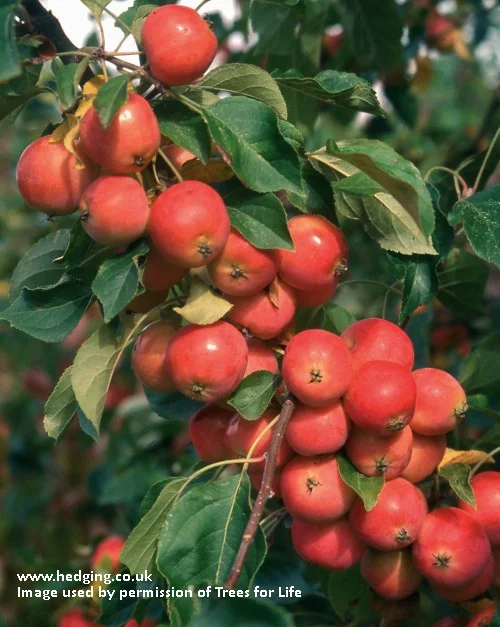 hedging4410712