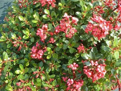 hedging4410912