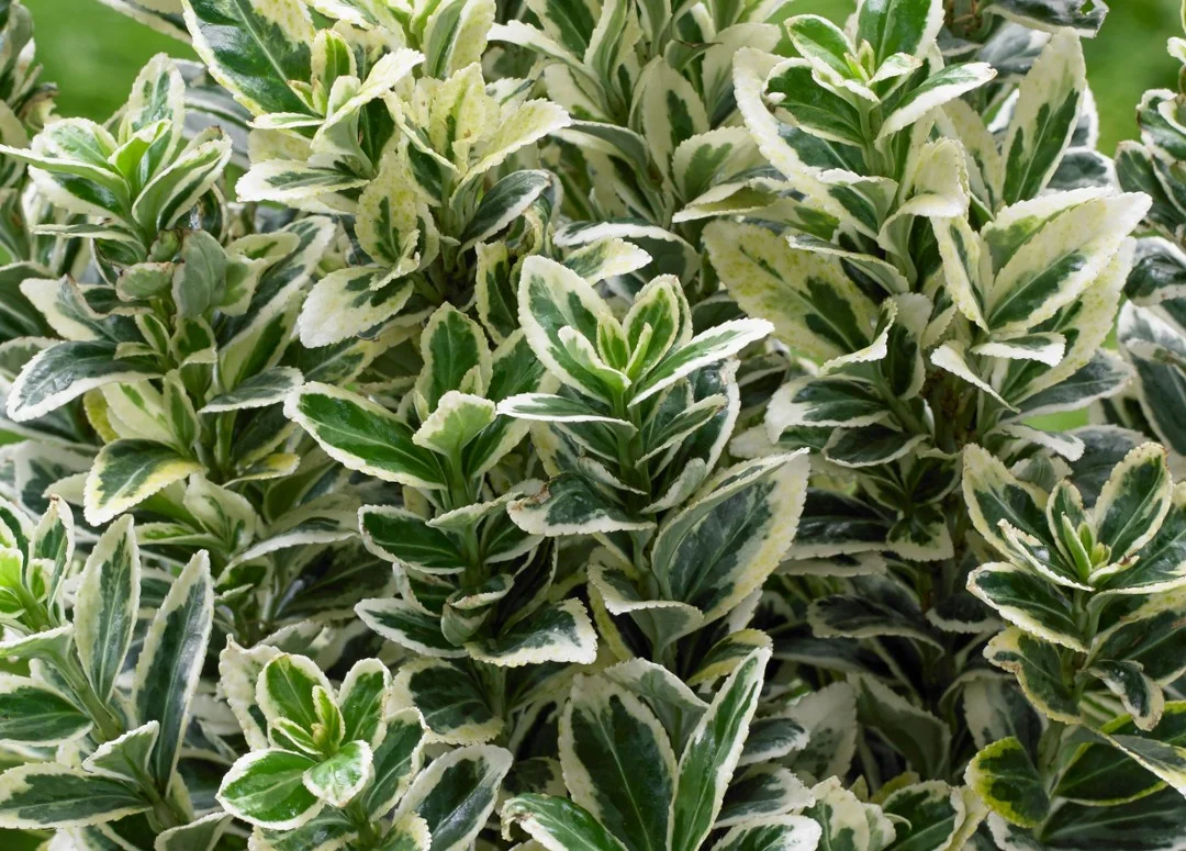 hedging4410989