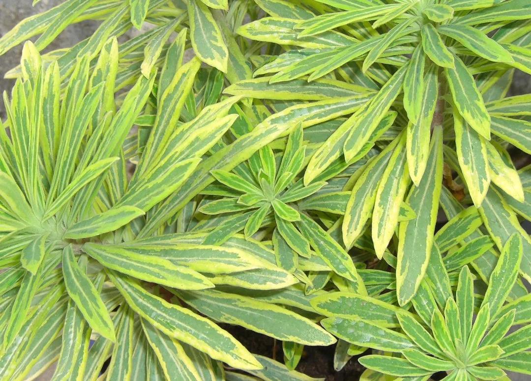 hedging4411015