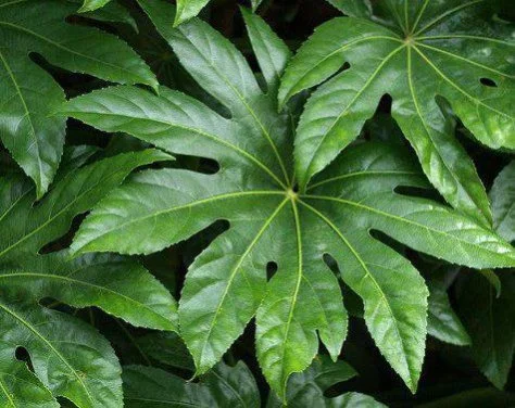 hedging4411055